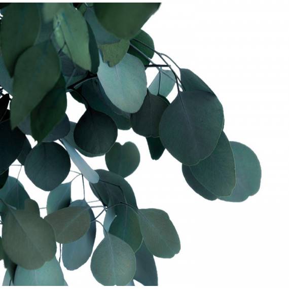 Eucalyptus Populus stabilisé sur tige pour tout événement : Élégance naturelle pour une décoration intérieure durable et sans entretien